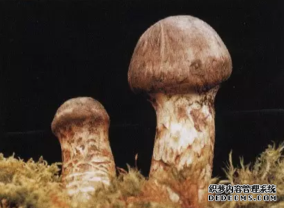 ��˵���������β��Σ�һ���ӽ̻����̲���������