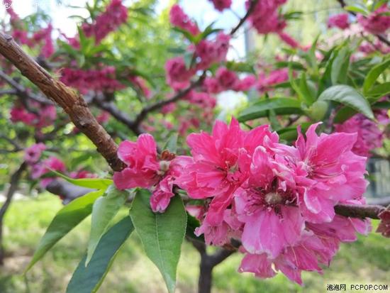 ˫������ͷ���ǽ�����С��6&С��5S���նԱ�