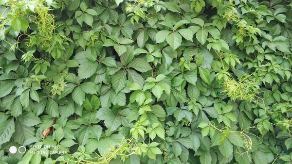 С��6����Ϊɶ��ô6 ����ġ�����������û