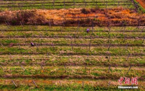 ����ͼ�������µ�һ��ũҵ�Ƽ�԰���ⰻȻ�� �Դ��� ��