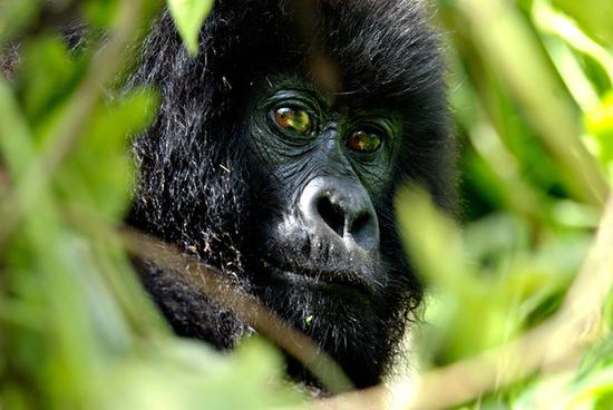 �������ѣ���һ���㽶��