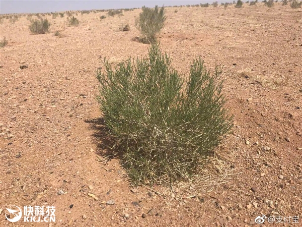 �쿴������֧�������ֵ������������