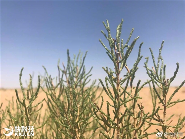 �쿴������֧�������ֵ������������