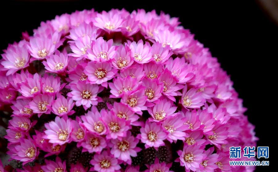 �ж�����չ